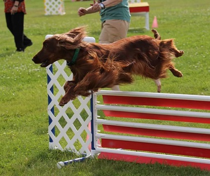 Irish shop setter agility