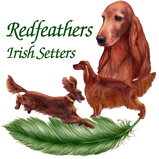 Redfeathers Irish Setters